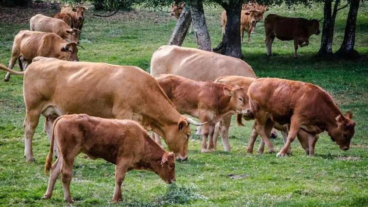 Vacas de raza Rubia Gallega pastando en una granja