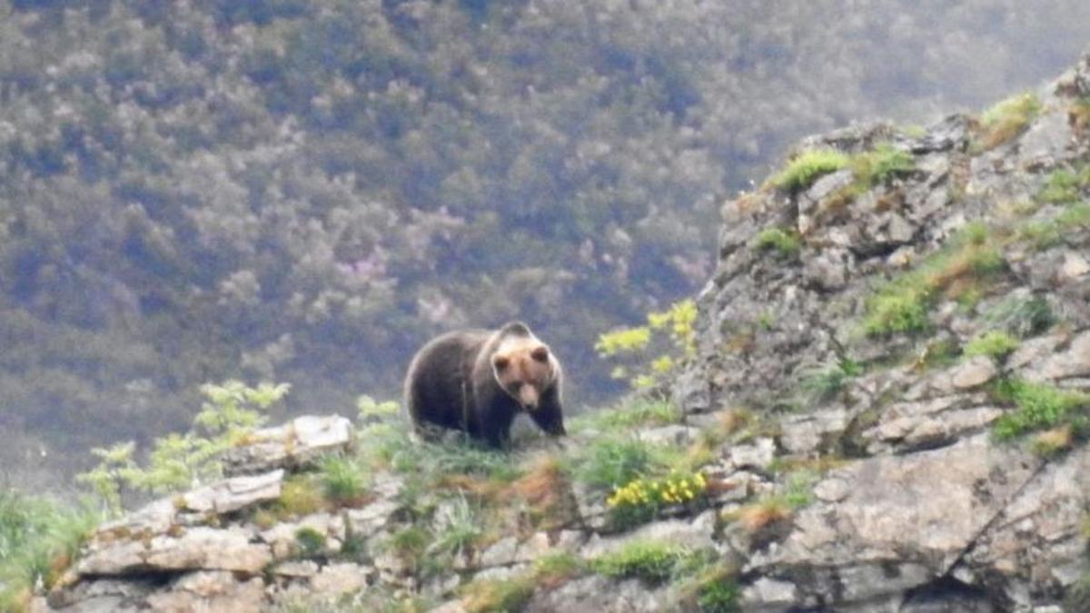 Herida una mujer tras un ataque de un oso mientras paseaba por Cangas del Narcea