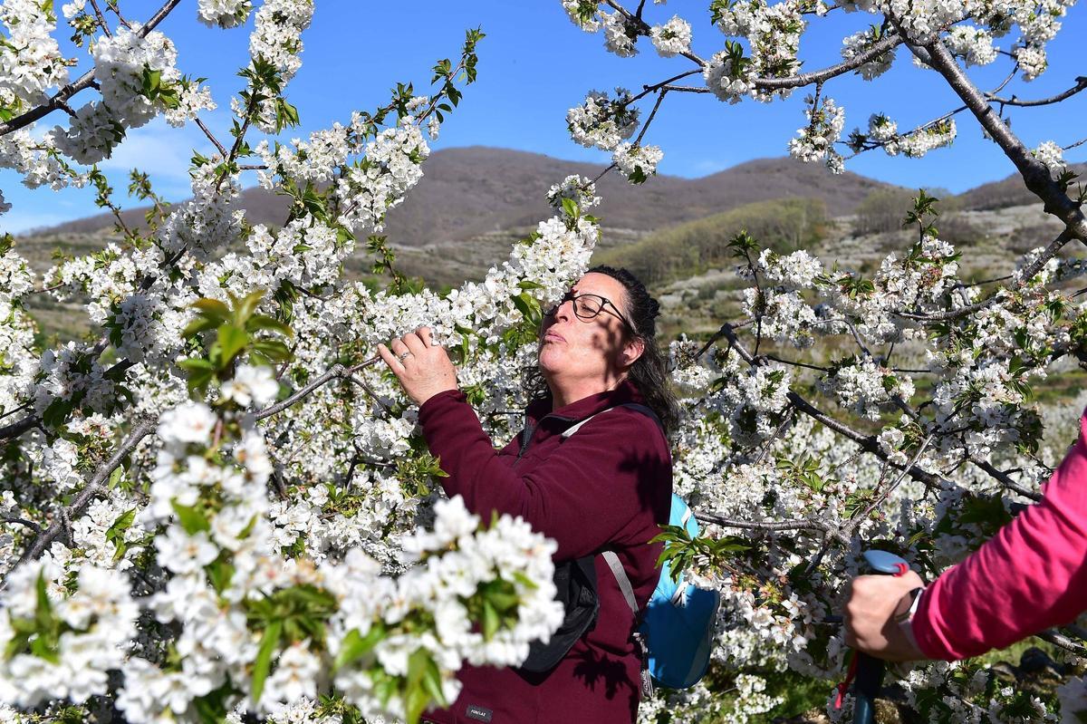 La Fiesta del Cerezo en Flor abre sus puertas en Tornavacas con un homenaje al trabajo y la resistencia del Valle del Jerte