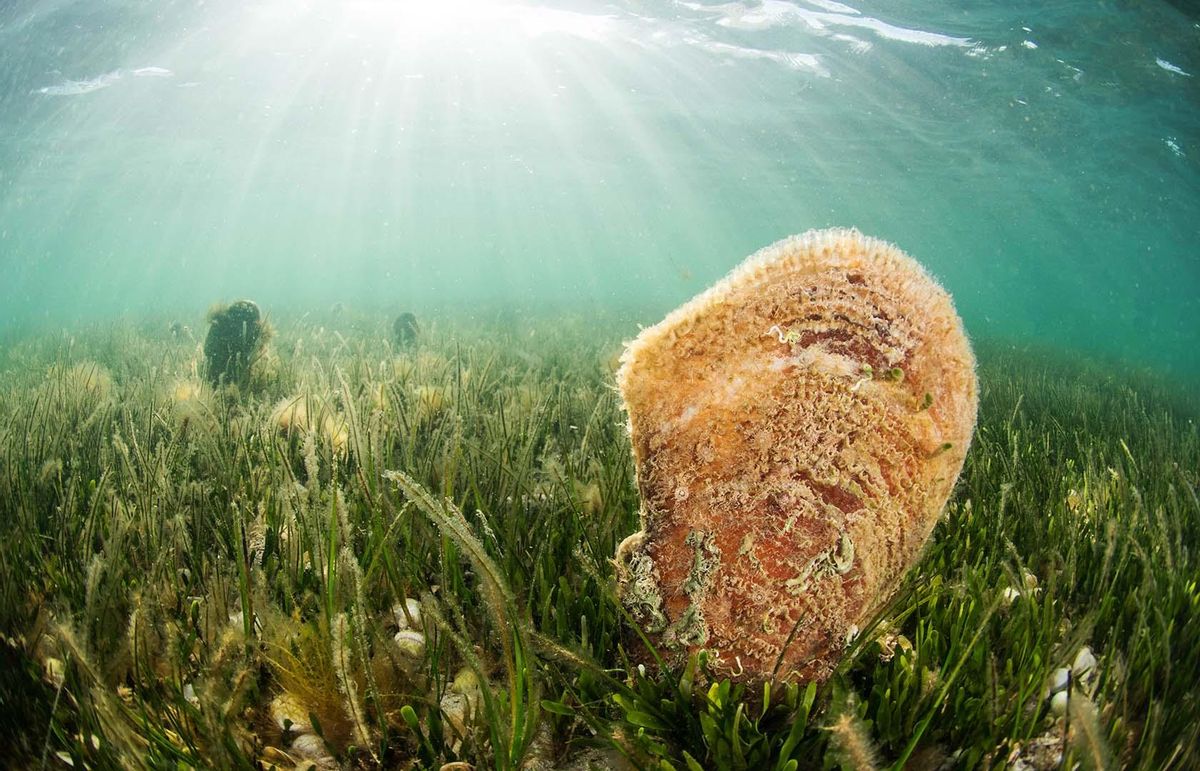 Las especies mediterráneas están en peligro