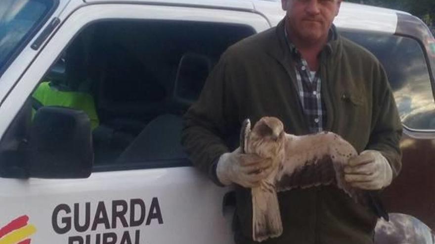 Rescatan un águila herida en Torrent