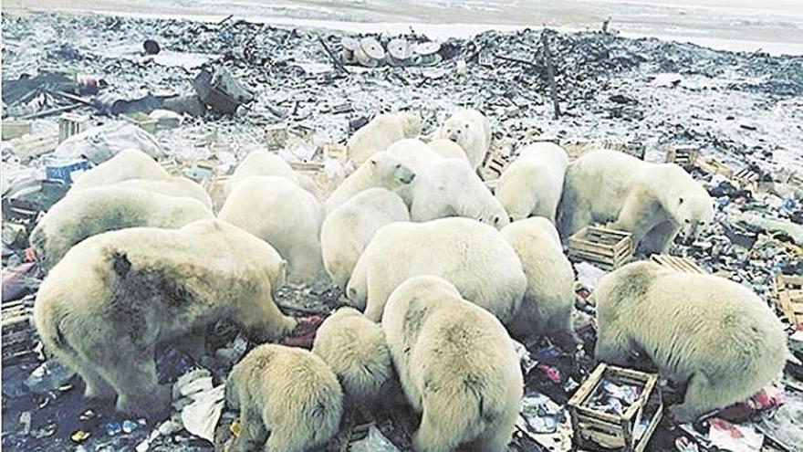 Una invasión de osos confina a los vecinos de una isla en Rusia