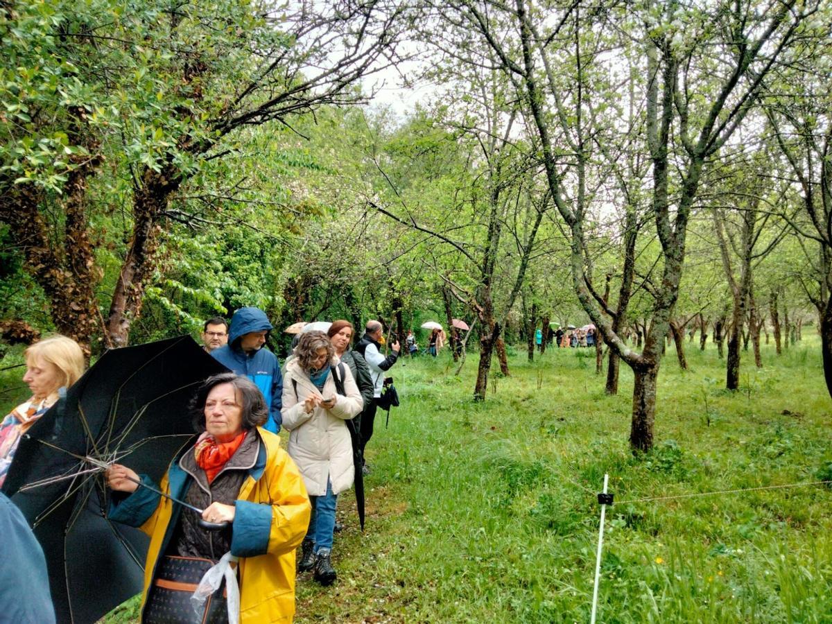 Rutas maceiras en flor en los lagares de A Estrada