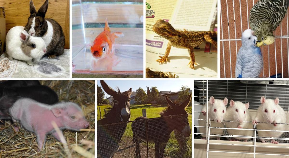 AGAE busca adoptantes para esas otras mascotas que también necesitan el calor de una familia.