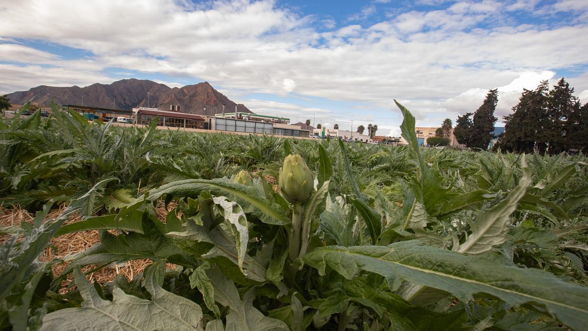 Cultivo de alcachofa en Callosa de Segura