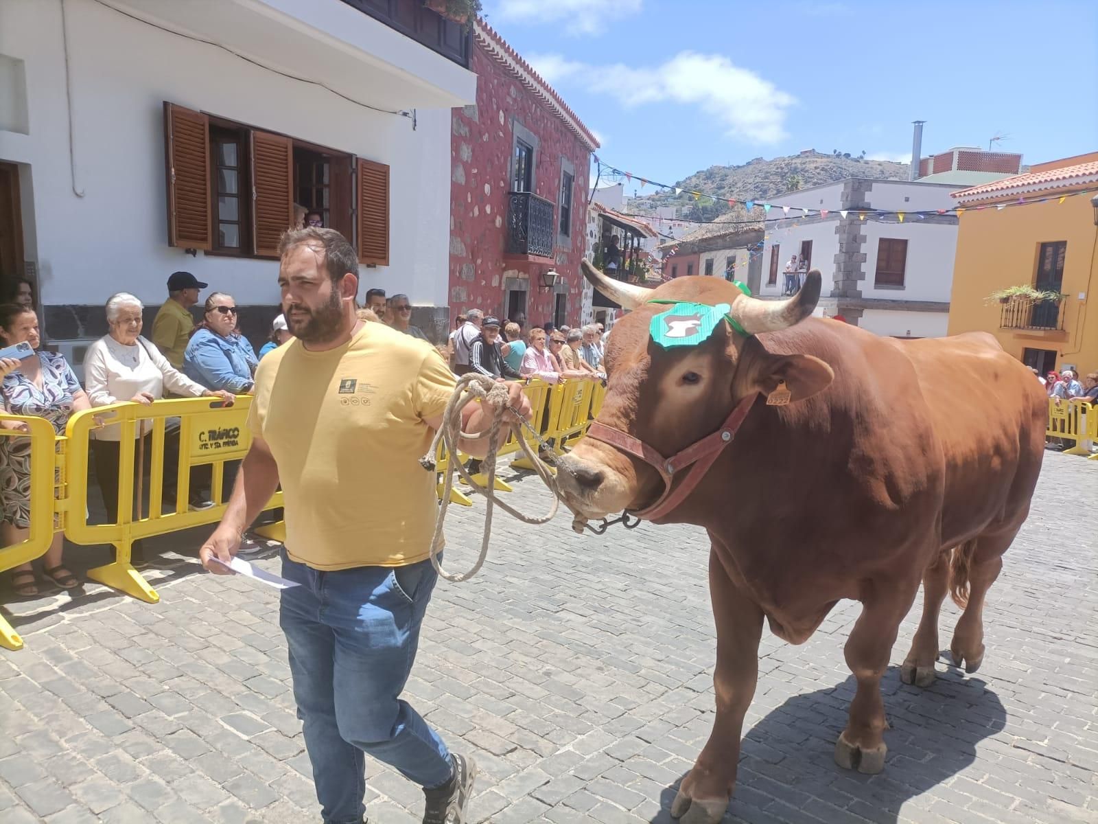 Santa Brígida celebra San Antonio