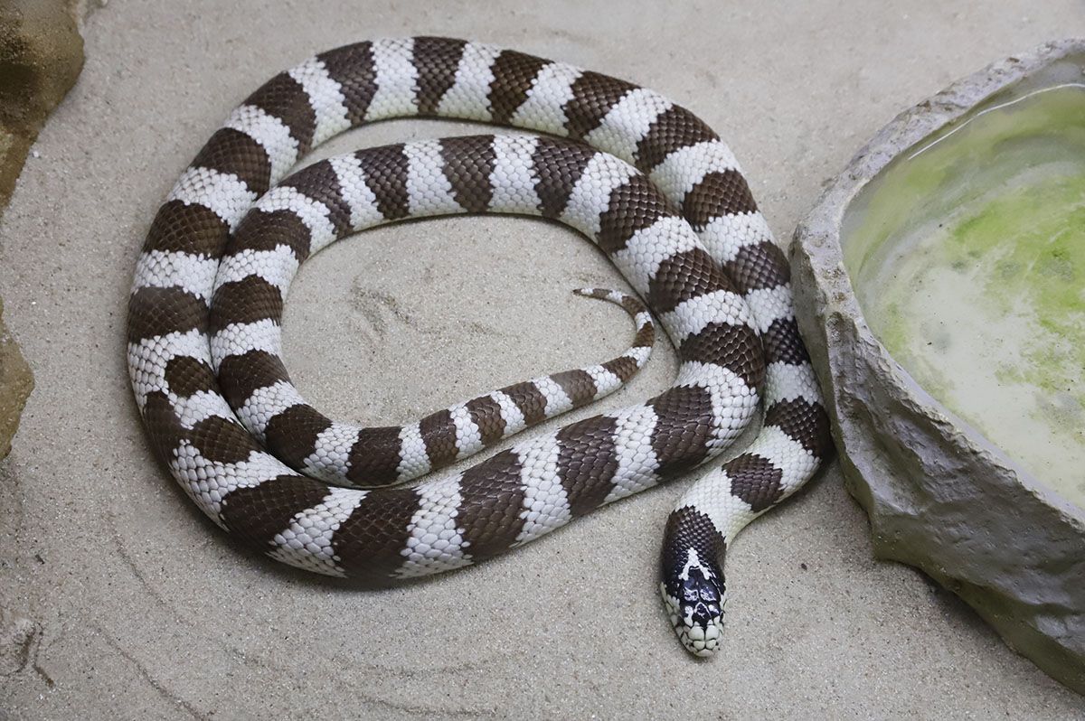 En imágenes el nuevo reptilario del zoo de Córdoba