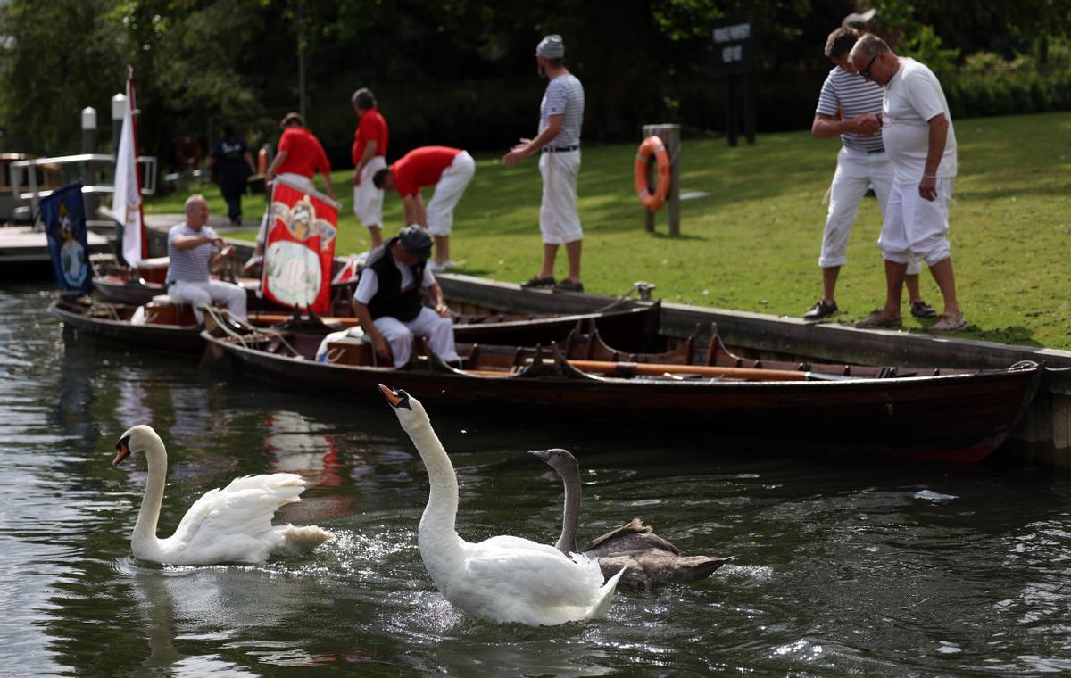 London (United Kingdom), 16/07/2024.- Swan Uppers after tagging swans during the annual swan upping along the Thames, west of London, Britain, 16 July 2024. Swan Upping plays an important role in the conservation of the mute swans and involves the King's Swan Warden collecting data, assessing the health of young cygnets and examining them for any injuries. (Reino Unido, Londres) EFE/EPA/ANDY RAIN