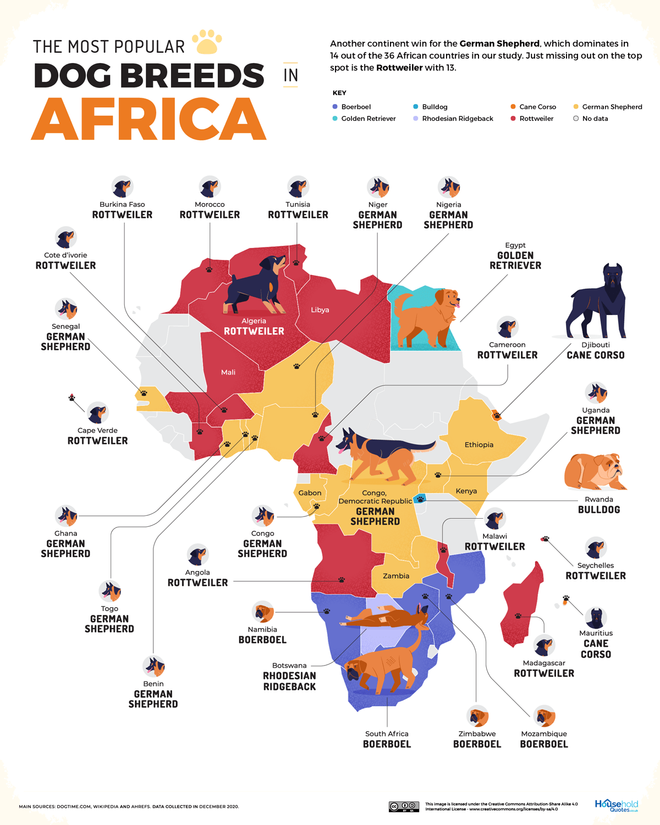 perros populares, áfrica