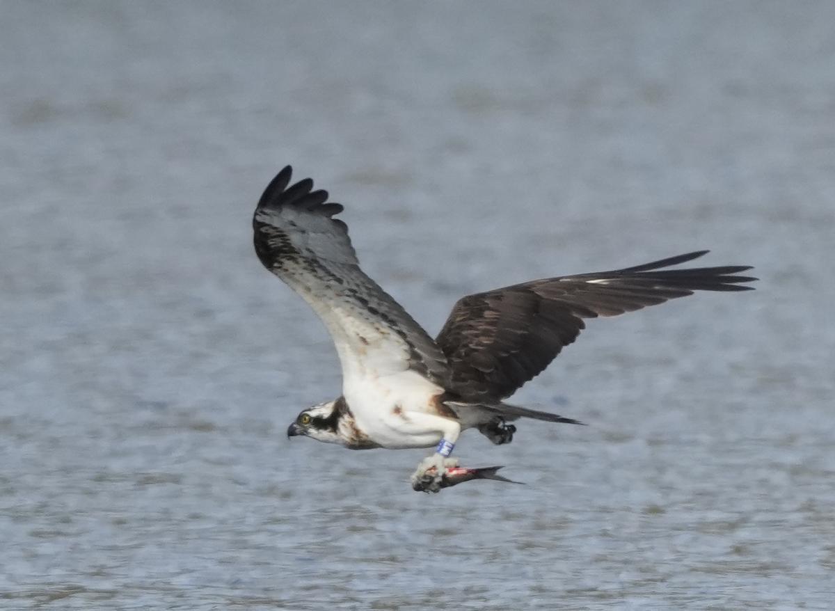 El águila pescadora (anillada) en plena caza.