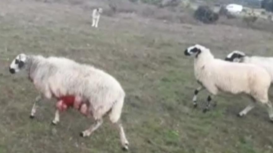 Ganadería de Muga atacada por el lobo.