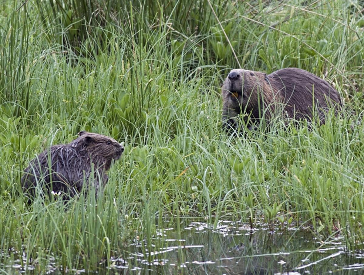 Dos ejemplares de castor europeo.