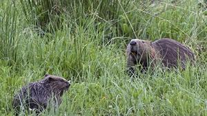 Dos ejemplares de castor europeo.