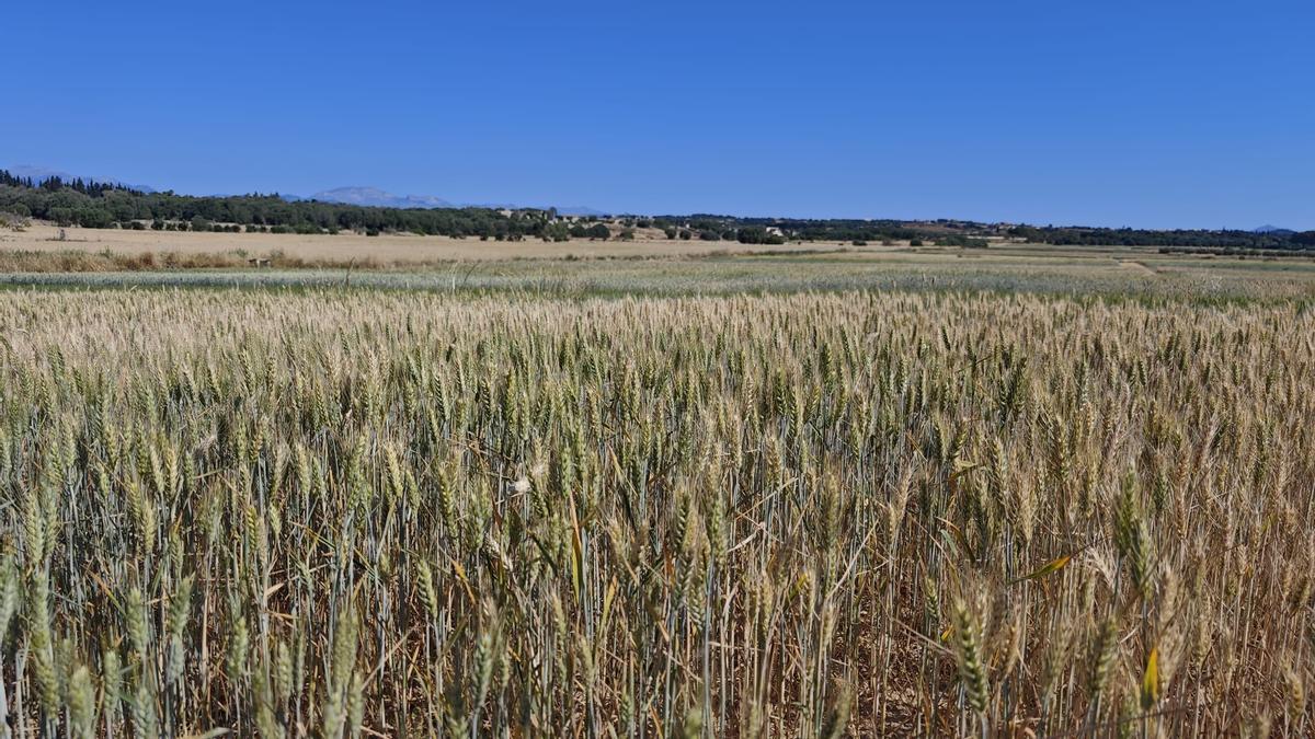 FOTOS | El campo experimental de cereales y forrajes en Maria, en imágenes
