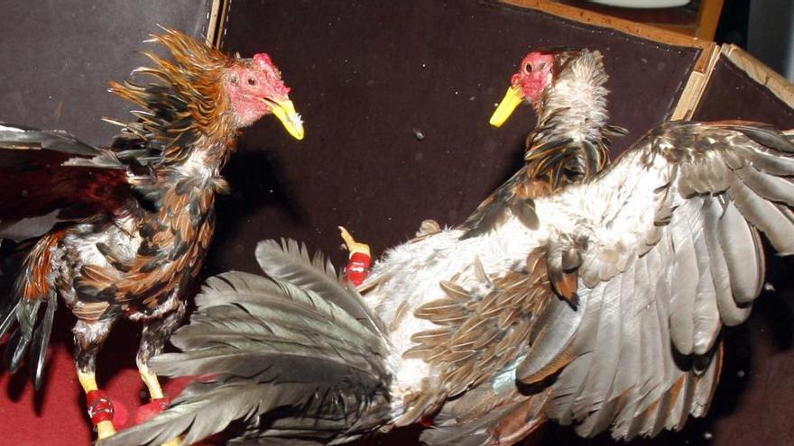 Las peleas de gallos resisten en la Ribera pese a la presión policial