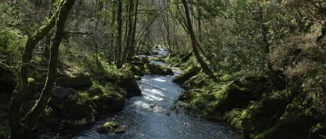 Cauce del río a su paso por el Concello de Forcarei.  // JAIME OLMEDO