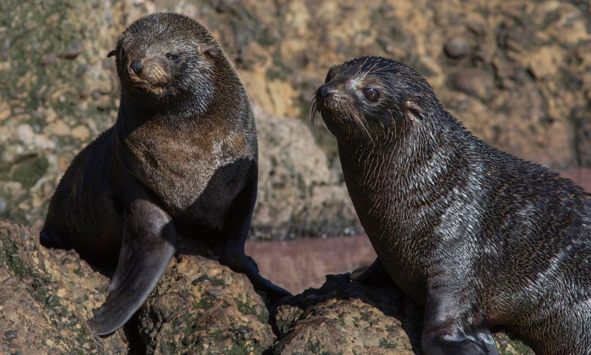 Focas en este paraíso natural
