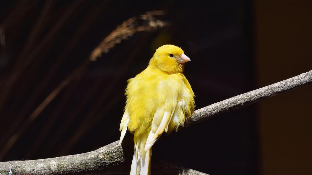 SERINUS CANARIA DOMESTICA | El canto de mi canario molesta a los vecinos, ¿qué puedo hacer?