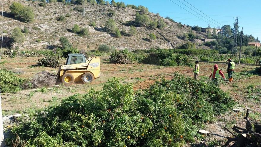 Operaris duen a terme la tala d’arbres en la zona que es buidarà de terra i es convertirà en el parc inundable del barranc de Beniopa