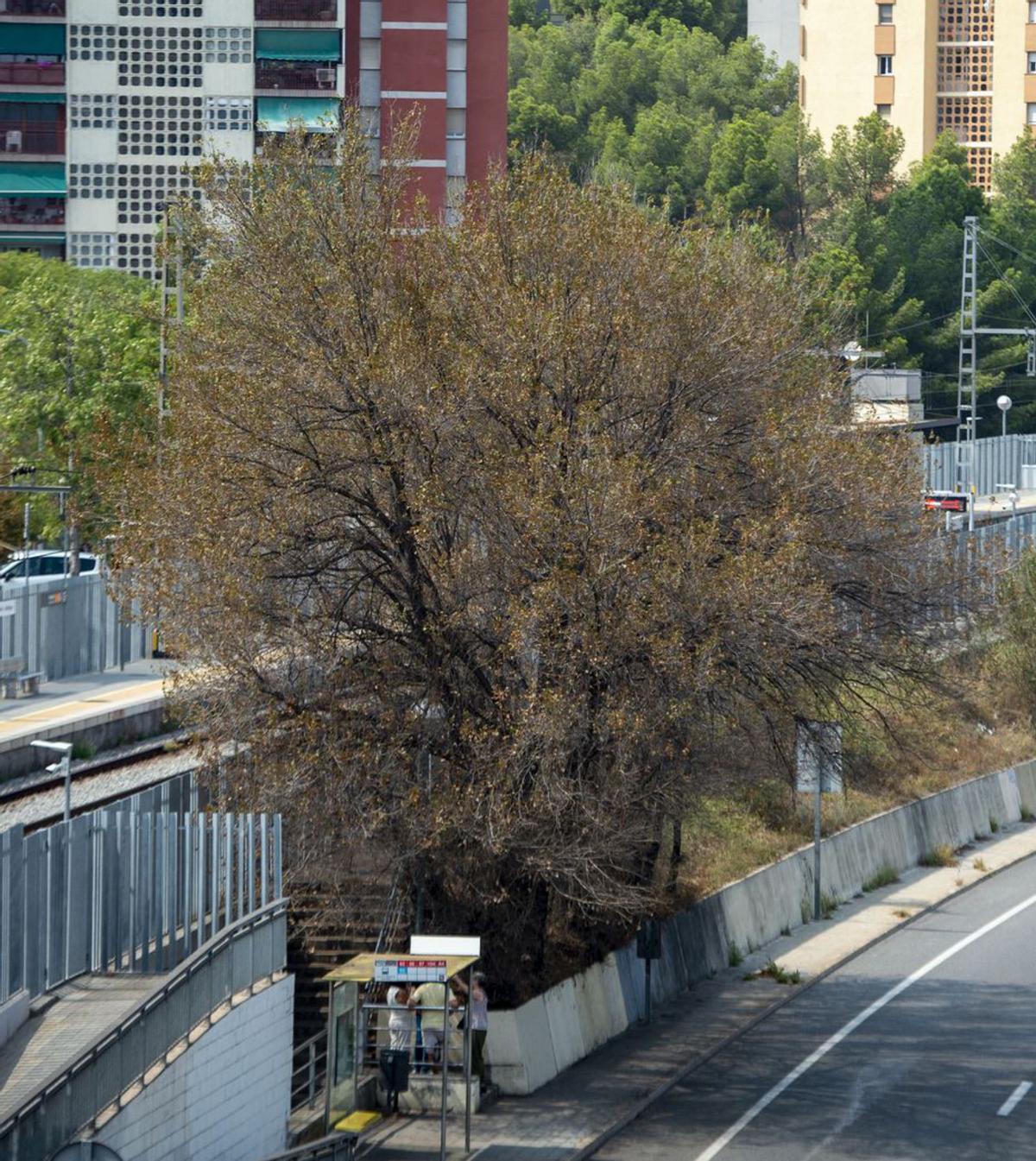 Un embolic burocràtic impedeix eliminar una plaga d’insectes