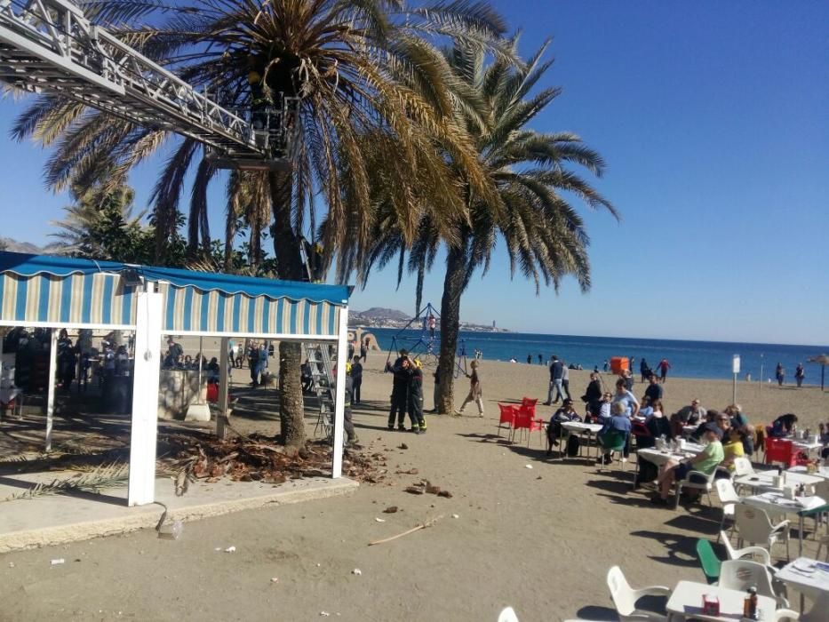 Una mujer herida al caerle restos de una palmera