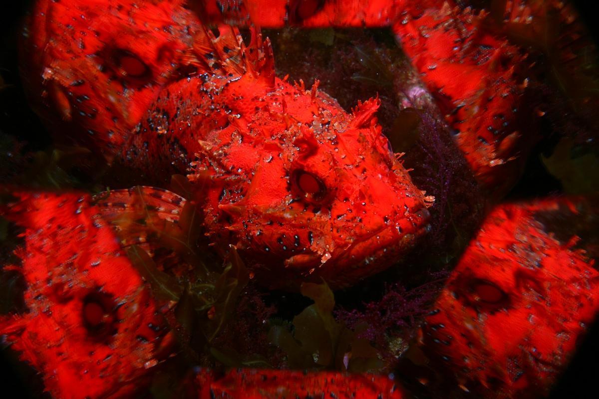 LOS GANADORES DEL CAMPEONATO DE ASTURIAS DE DE FOTOGRAFÍA SUBMARINA