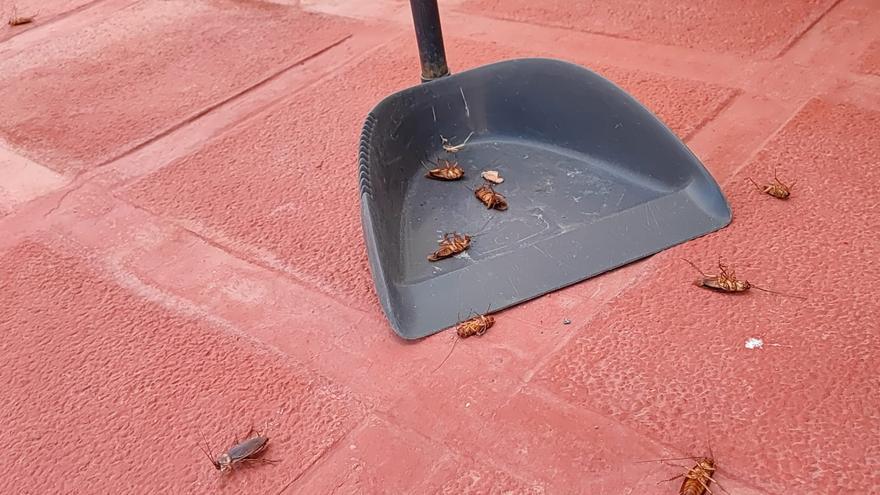 Denuncian una plaga de cucarachas y otros insectos en Arico