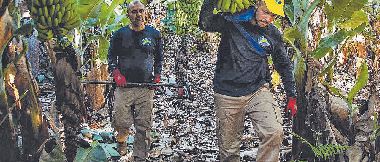 Trabajadores en una plantación de plataneras del Archipiélago. | | LP/DLP