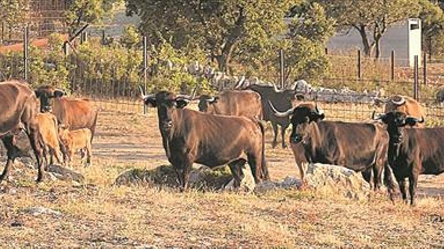 Sergio Centelles, una vida dedicada al campo bravo