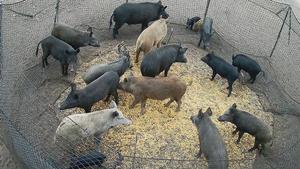 Una de las trampas llamadas Pig Brig.