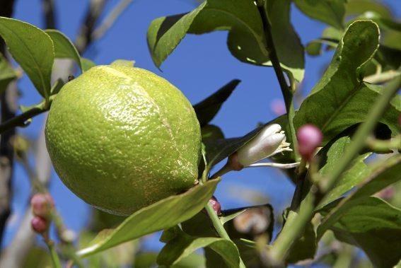 Auf der biologischen Zitrus-Plantage Ecovinyassa in Sóller ziehen die weißen Blüten nicht nur Bienen an.