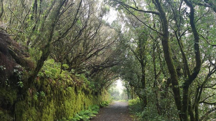 Las mejores rutas fáciles en Tenerife