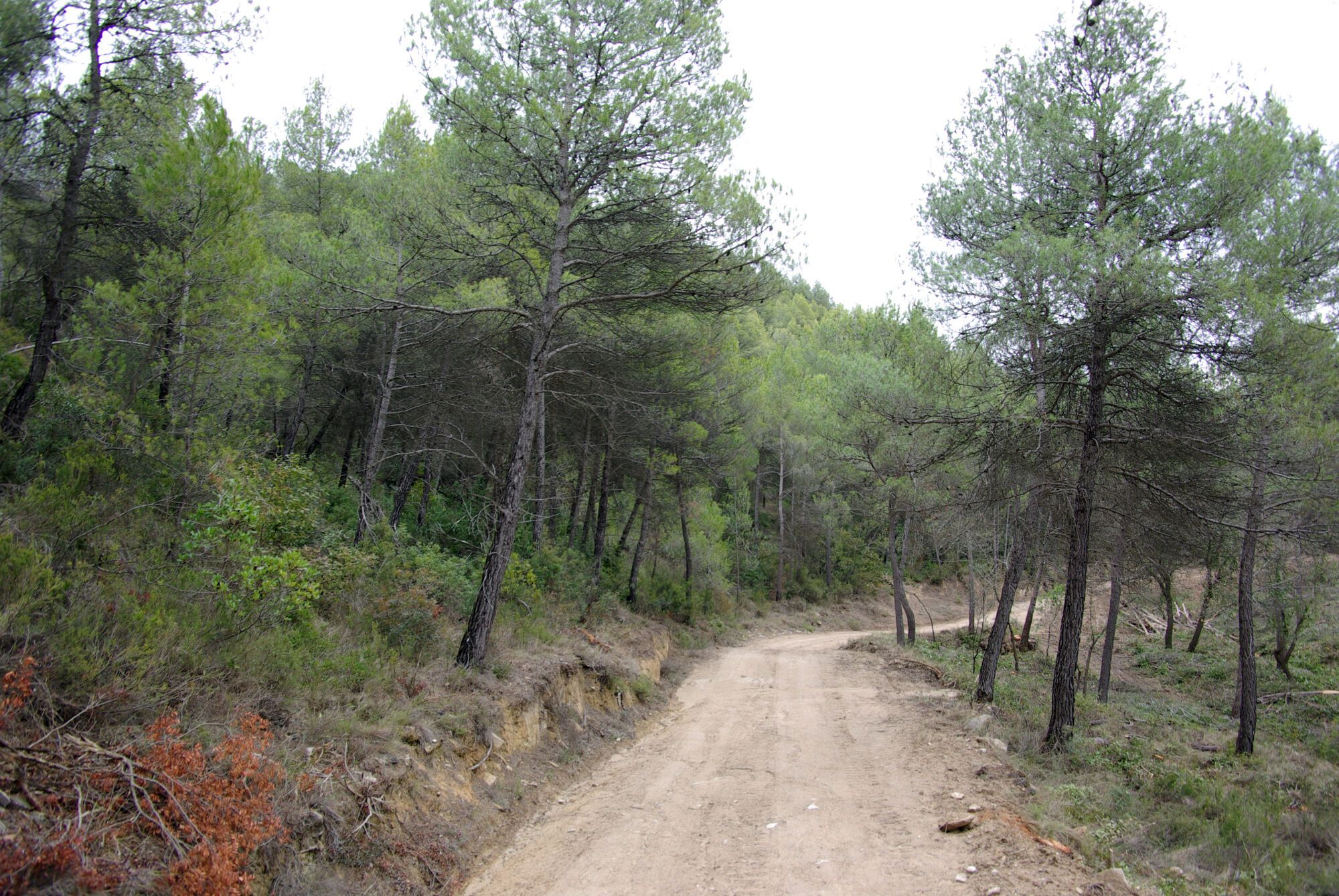 Un camino de montaña.