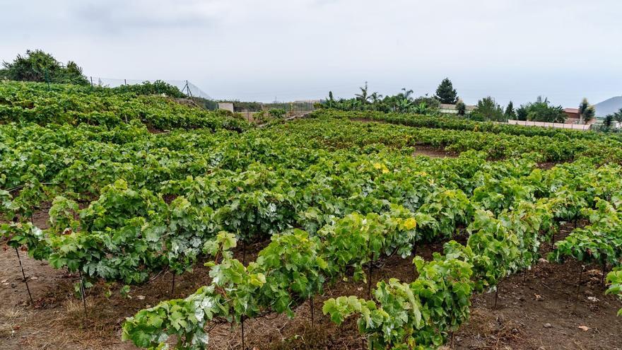 Más de 670 agricultores de Canarias reciben 368.000 euros para compensar la subida del precio de los fertilizantes