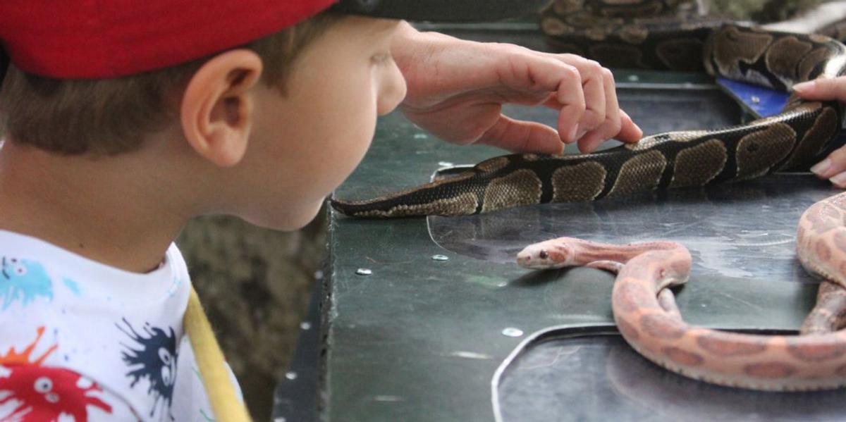 Un niño admirando a una de las especies de reptiles. | A. S.