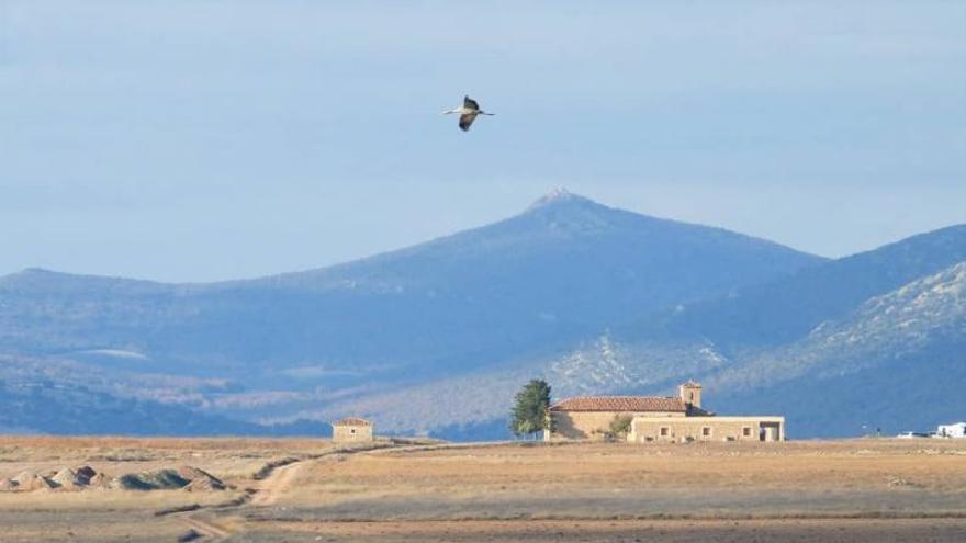 Un grupo de grullas posadas en la laguna.  | GOBIERNO DE ARAGÓN