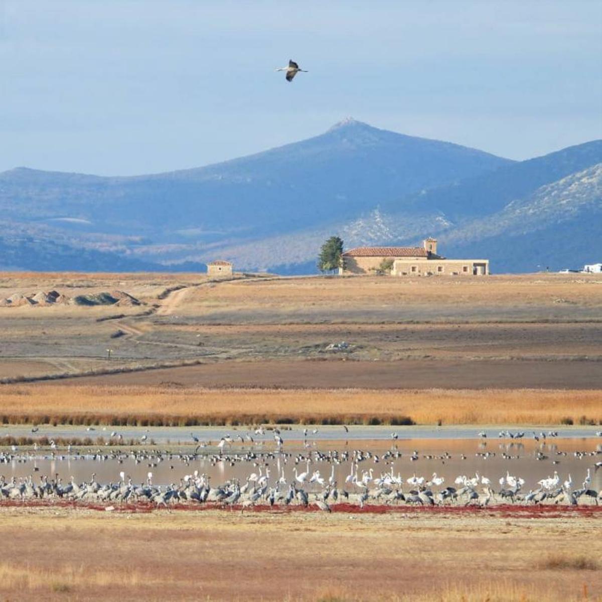 Un grupo de grullas posadas en la laguna. | GOBIERNO DE ARAGÓN