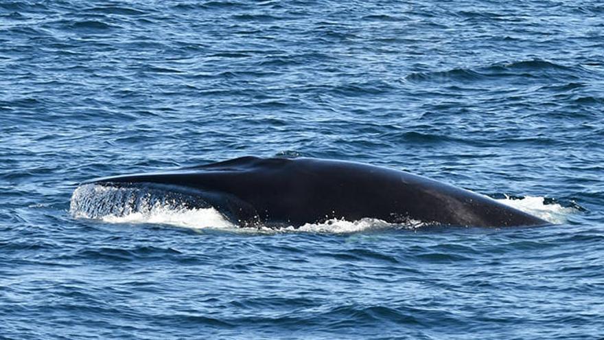 Las ballenas cobran protagonismo en la costa gallega cada día que pasa.