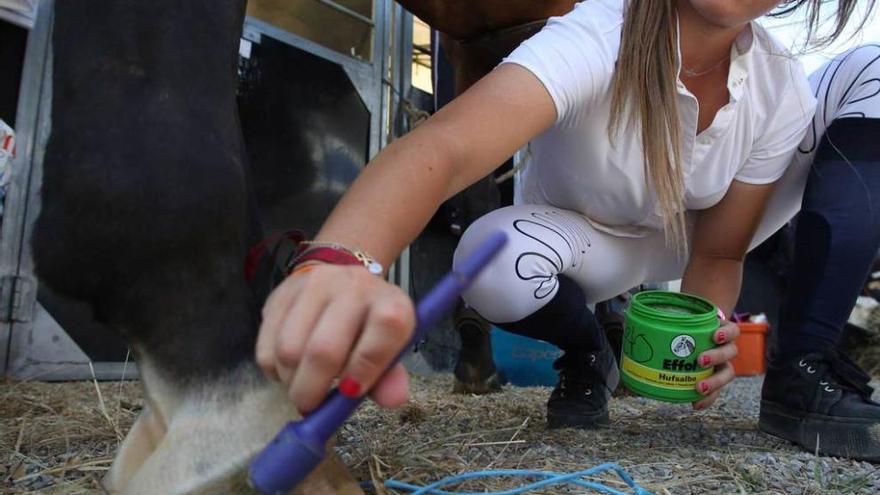 Los caballos también se acicalan en Luanco para el Concurso Hípico