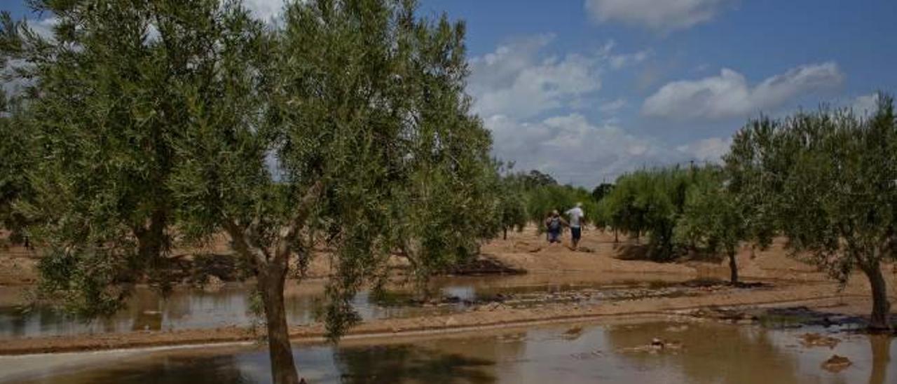 Una campo de cultivo de Elche regado con agua del trasvase.