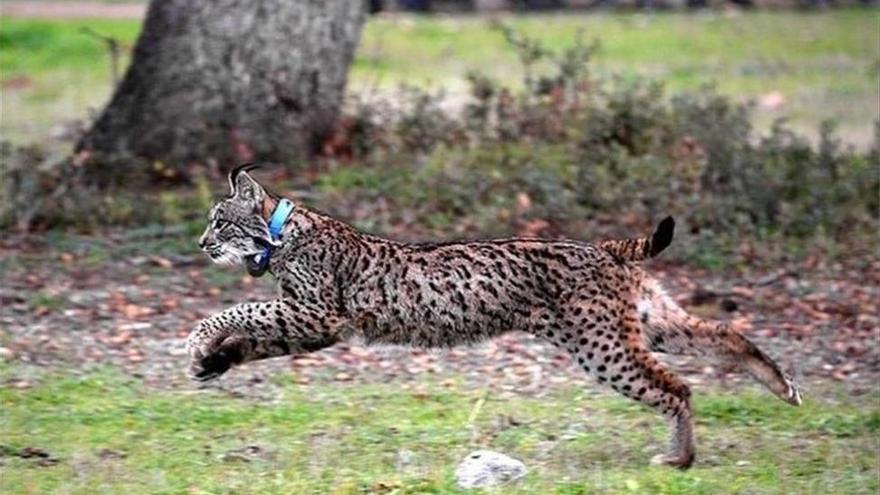 Un cachorro de lince ibérico muere atropellado en una carretera de Córdoba