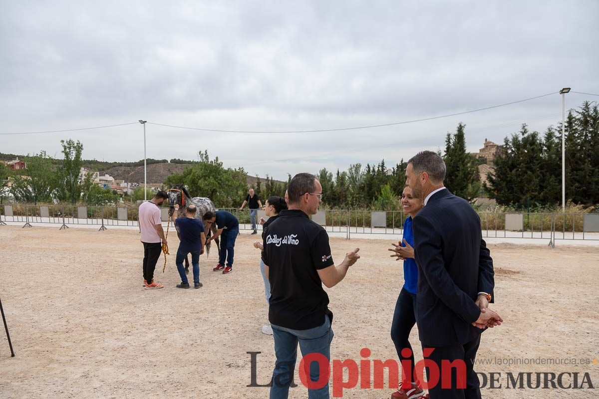 Control veterinario de los Caballos del Vino en Caravaca