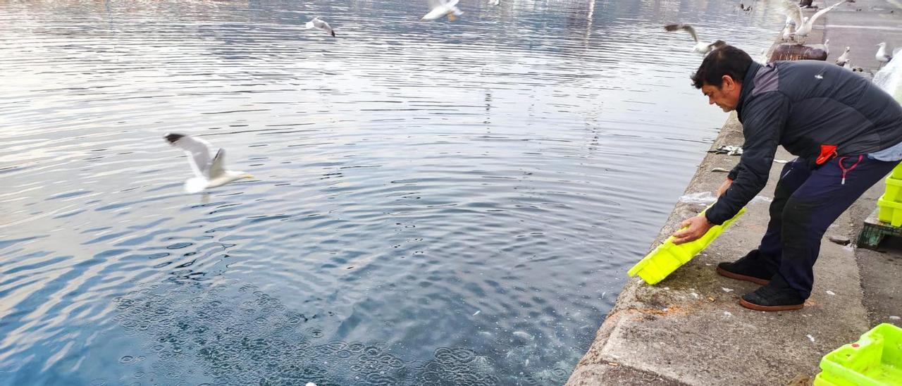 Lanzan 1.400 kilos de sardina al mar en Gijón