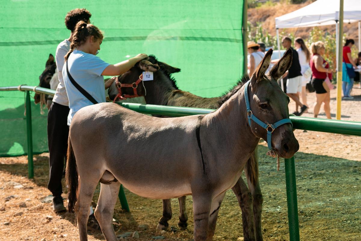 Imagen de uno de los burros que participaron en la feria.