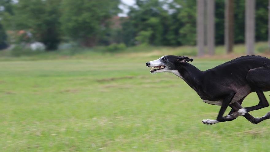 Secretos de las razas de perros de caza españoles: descubre sus habilidades únicas