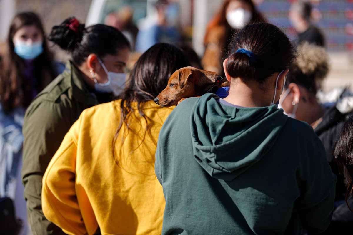 Bendición de animales en Sant Antoni