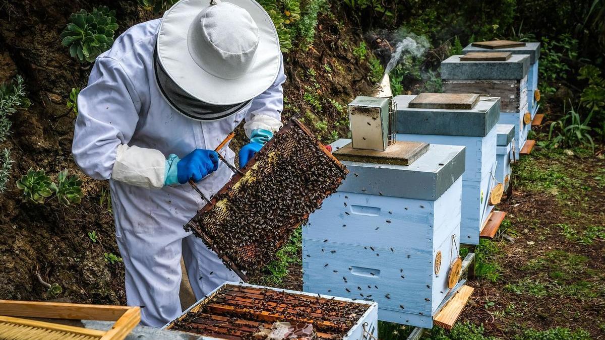 El apicultor Juan Antonio Gutiérrez trabajando en una colmena de abeja negra canaria en Gran Canaria.