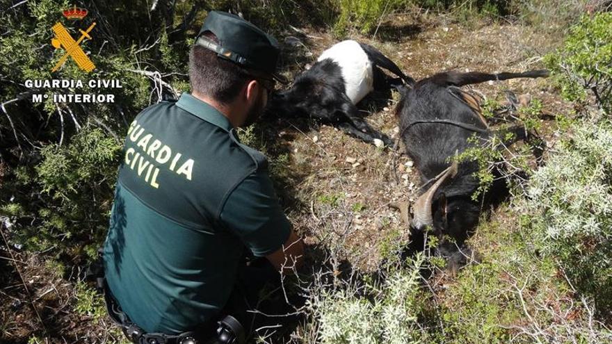 Imputado un cazador por abatir cuatro cabras silvestres en Guara