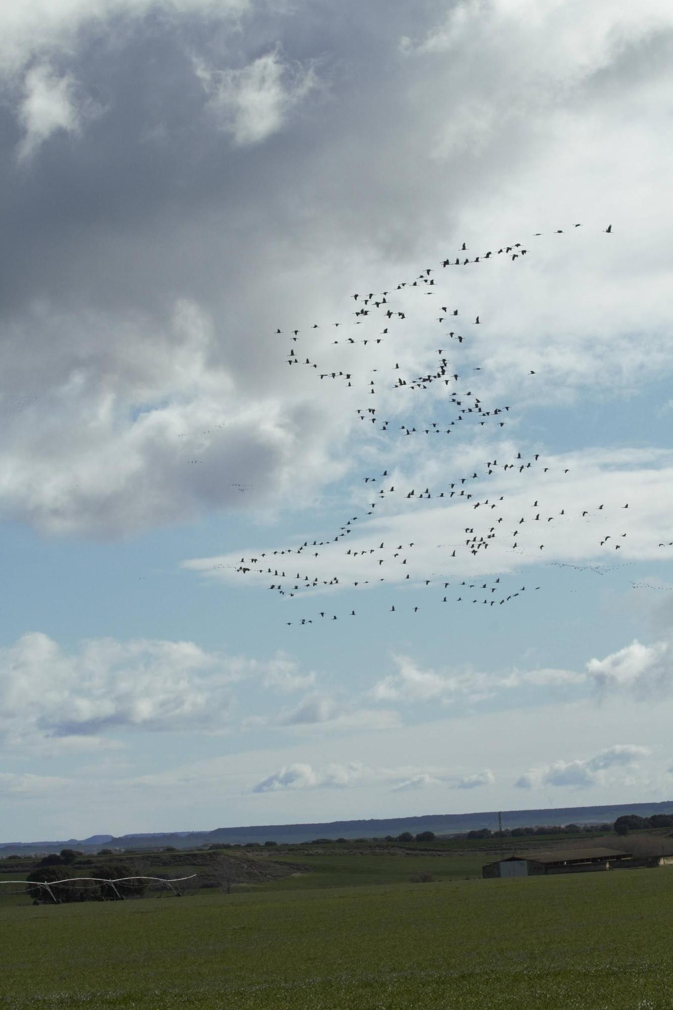25.000 grullas levantan vuelo desde la alberca de Alboré