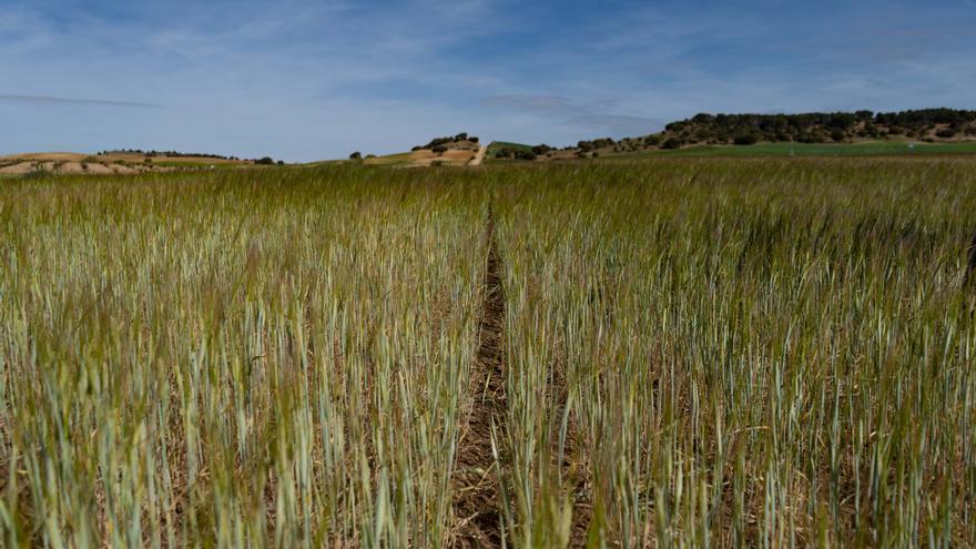 Lonja de Zamora del 14 de noviembre: los cereales siguen perdiendo peso
